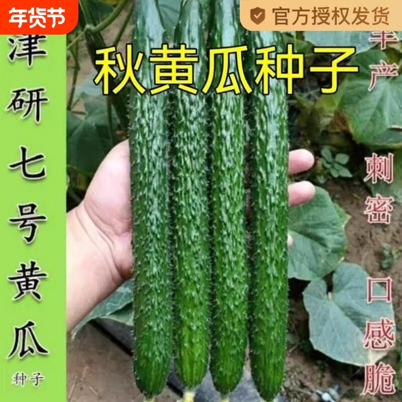 津研水果黄瓜种子青瓜刺黄瓜种籽子水果春秋四季蔬菜种子七号高产