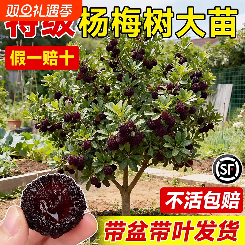 仙居东魁杨梅树树苗带土正宗嫁接水晶东槐扬梅苗盆栽特大果树果苗