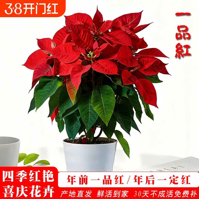 一品红盆栽鸿运当头室内客厅净化空气花卉好养绿植物水培带花大盆