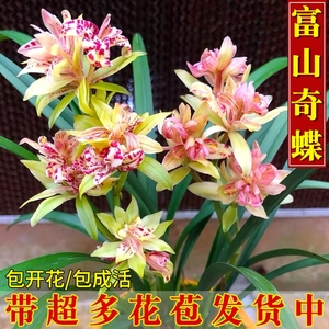 兰花苗四季建兰富山奇蝶带花浓香好养室内绿植花卉盆栽易活喜阴