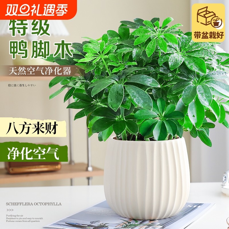 特级鸭脚木绿植室内办公室桌面小盆栽四季常青送礼招财植物好养活