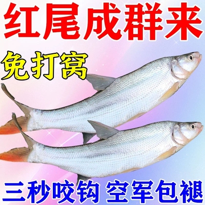 野钓红尾专用饵料垂钓黄红尾饵料