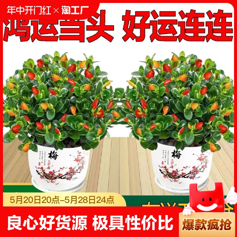 四季开花金鱼花吊兰盆栽室内绿植花卉植物绿萝发财树好养吸甲醛花