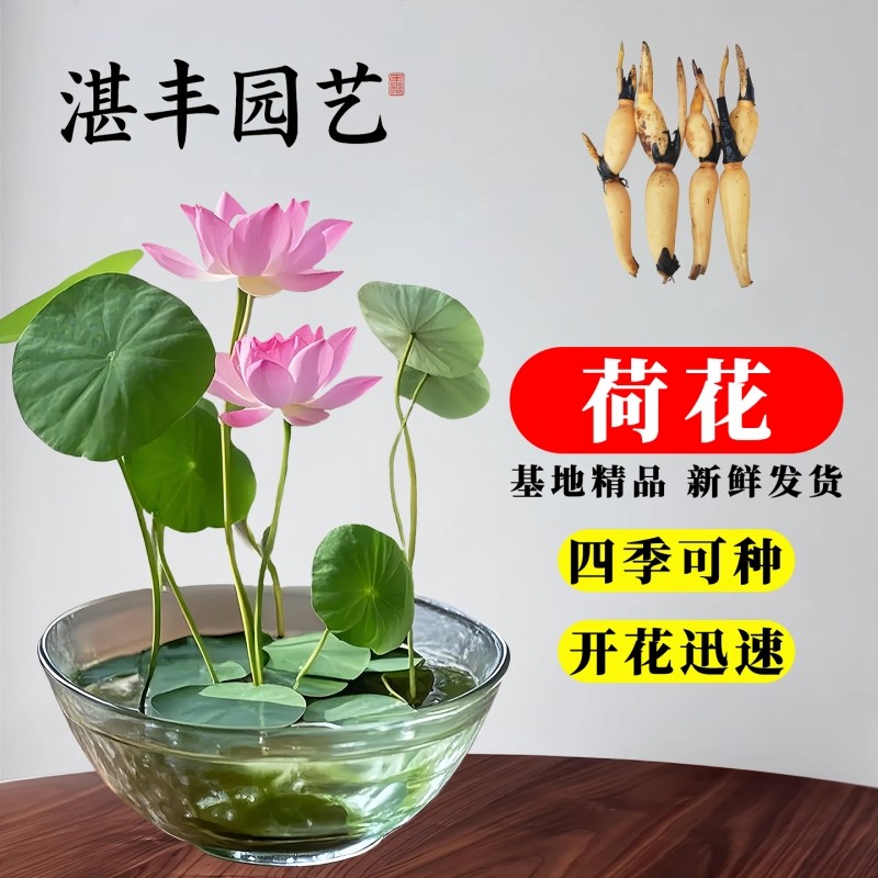盆栽水养观赏莲花种根四季水培植物池塘睡莲花卉碗莲藕苗藕种