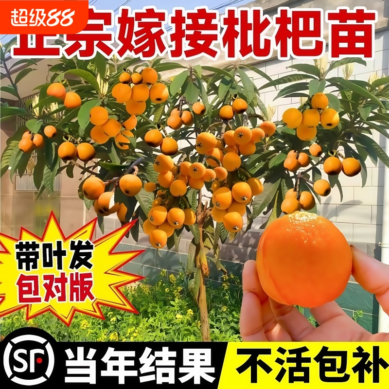 枇杷果苗无核砂糖枇杷苗无核枇杷树苗嫁接盆栽当年结果特大庭种植