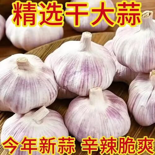 山东紫皮农家干蒜颗颗饱满