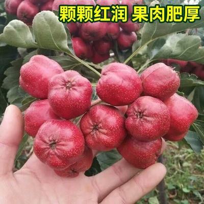 新鲜山楂果大山楂鲜果红果山里红大金星冰糖葫芦用现摘山楂