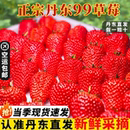 时令草莓 孕妇应季 正宗丹东东港红颜草莓当季 新鲜水果现摘礼盒装