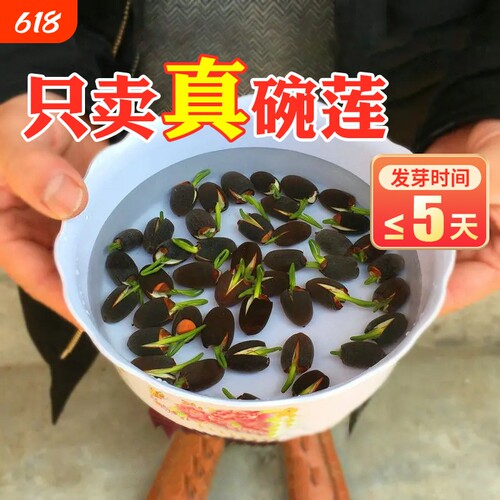 算了，说了我们是真碗莲你也不信