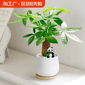 发财树文竹小绿植盆栽办公室内桌面好养吊兰虎皮兰琴叶榕八方来财