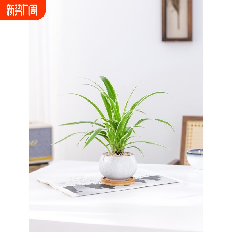 金边吊兰盆栽室内植物花卉净化空气水培垂吊绿植客厅办公桌茶几