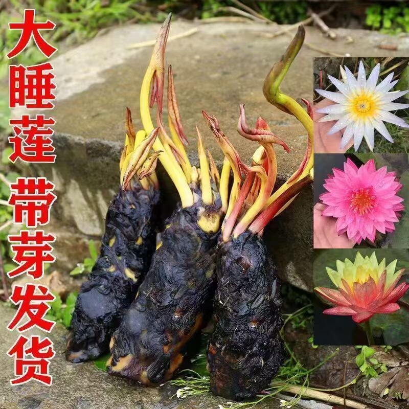 四季花池塘耐寒耐热根块带花苞大花盆栽水培植物庭院花卉绿植