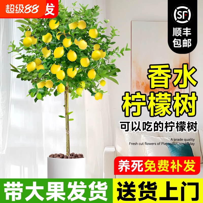 香水柠檬树带果盆栽客厅绿