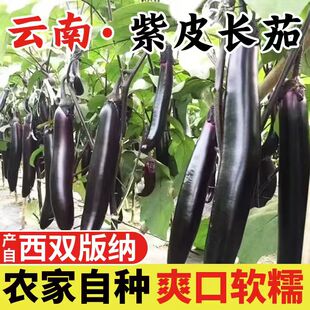 云南西双版 5斤现摘 纳新鲜紫皮长茄子单根250g起特大果2斤