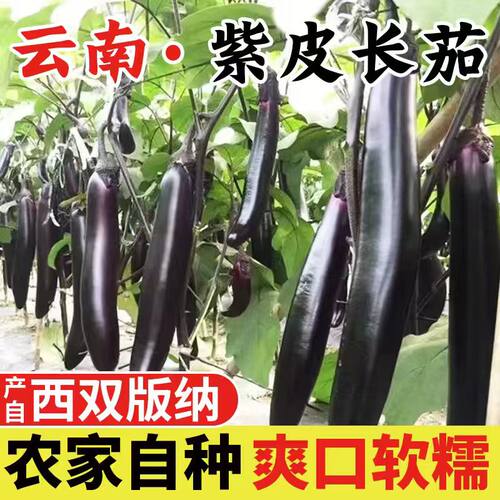 云南新鲜长茄优质烧烤茄子产地直发大果单根160-200g起3斤/5斤