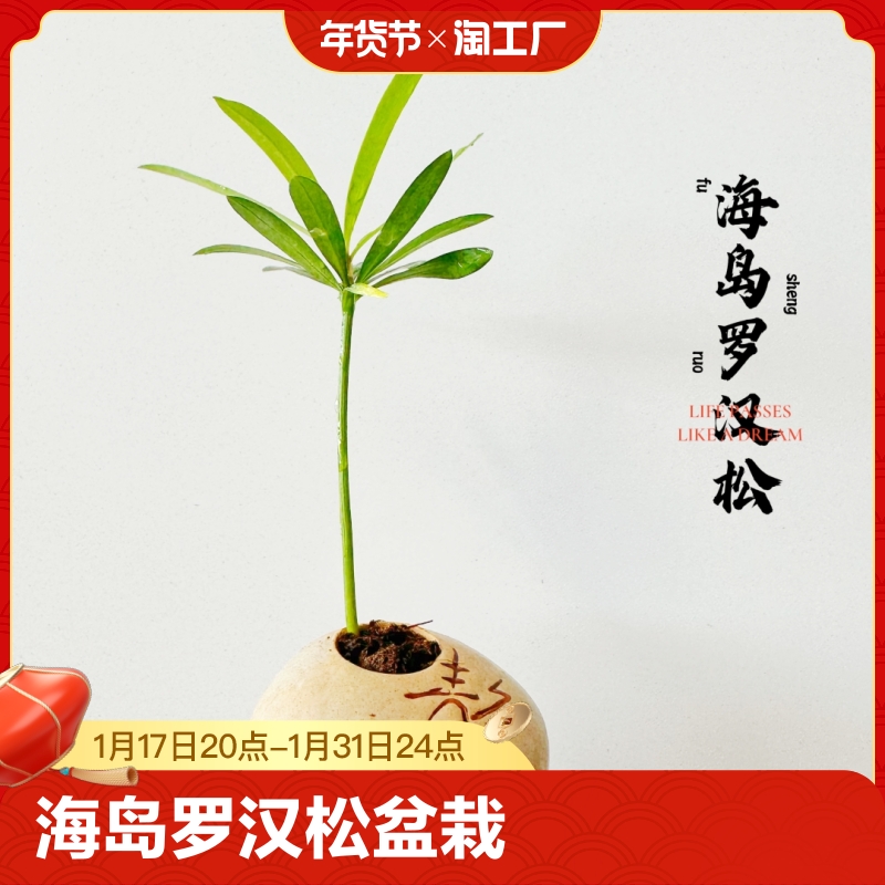 海岛罗汉松指尖微型盆栽桌面迷你拇指好养植物盆景观叶绿植客厅