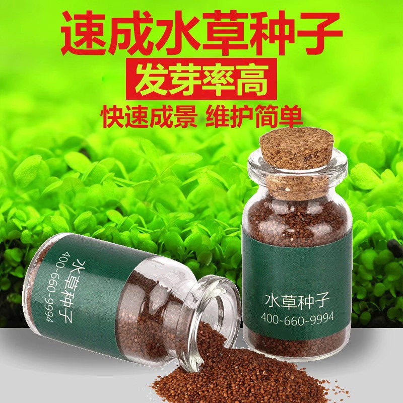 水草种子鱼缸水草籽活植物草缸造景套餐真草阴性水草孑牛毛草种子