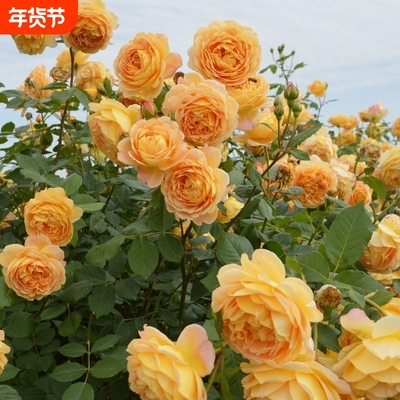 爬藤月季老桩四季开花蔷薇花苗大花浓香盆栽玫瑰藤本花卉