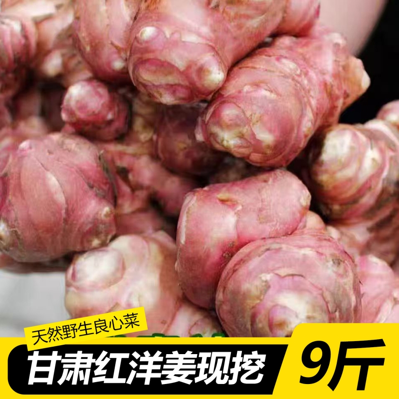 洋姜鬼子姜菊芋沙姜不辣姜新鲜现挖现发脆甜凉拌爽口腌制批发价