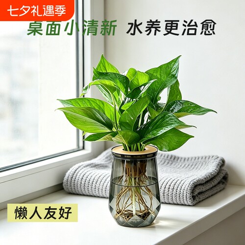 绿萝盆栽发财树水培绿植椰子花卉桌面四季常青好养活净化空气水养