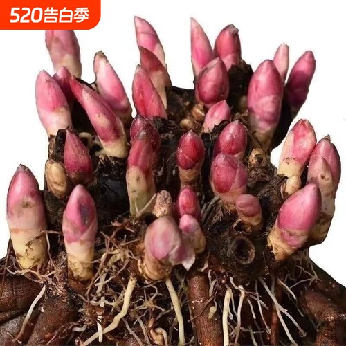 重瓣芍药庭院花卉四季芍药根块大花苗种牡丹花苗带芽浓香种植开花