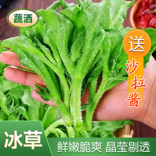 新鲜冰菜冰草现摘健康火锅沙拉菜美味可口蔬菜当天发货营养丰富