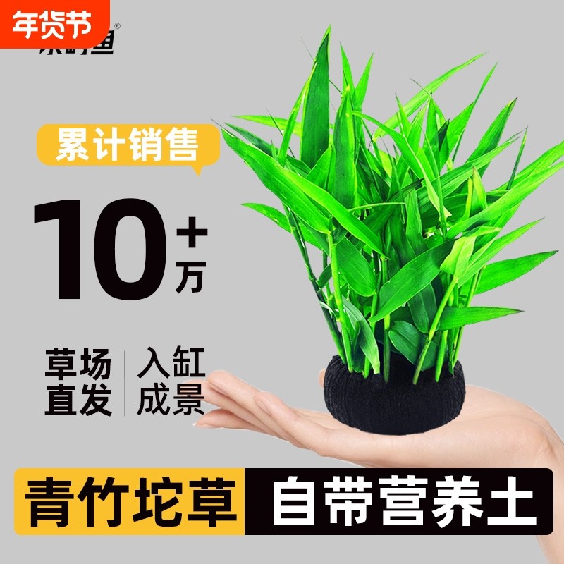 鱼缸坨草水草植物青竹大增氧阴性懒人造景水培水质水罗兰淡水,宠物/宠物食品及用品,水草,淘宝优惠券,粉丝福利购,淘宝优惠卷