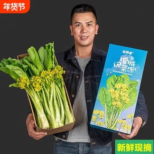 空运次日达广东增城迟菜心新鲜正宗小楼特产蔬菜特选礼盒装顺丰