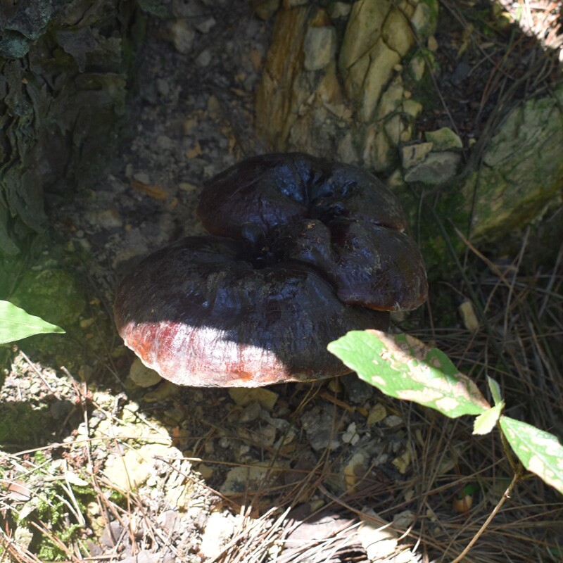贵州深山野生黑灵芝整个 正宗野生灵芝正朵正品干货 可泡酒可泡茶图片