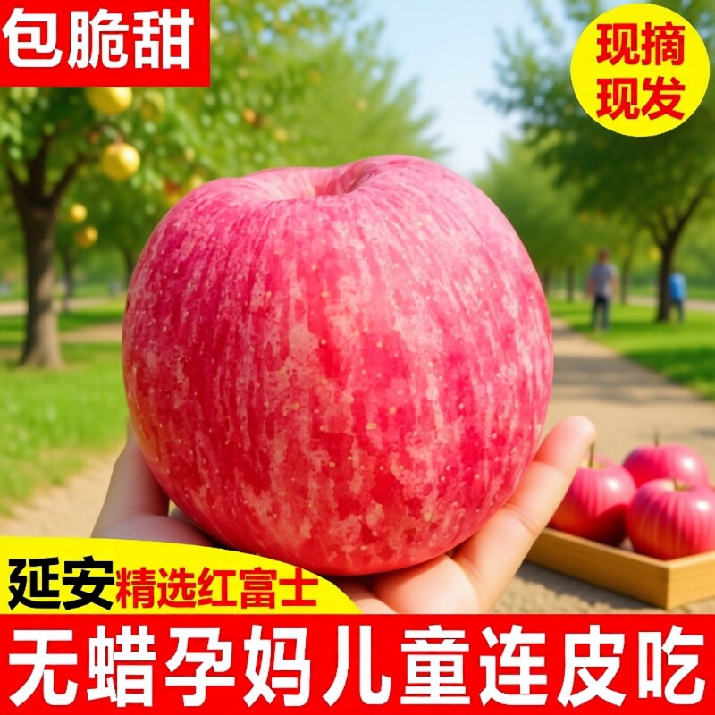 8.8斤！正宗陕西延安洛川苹果