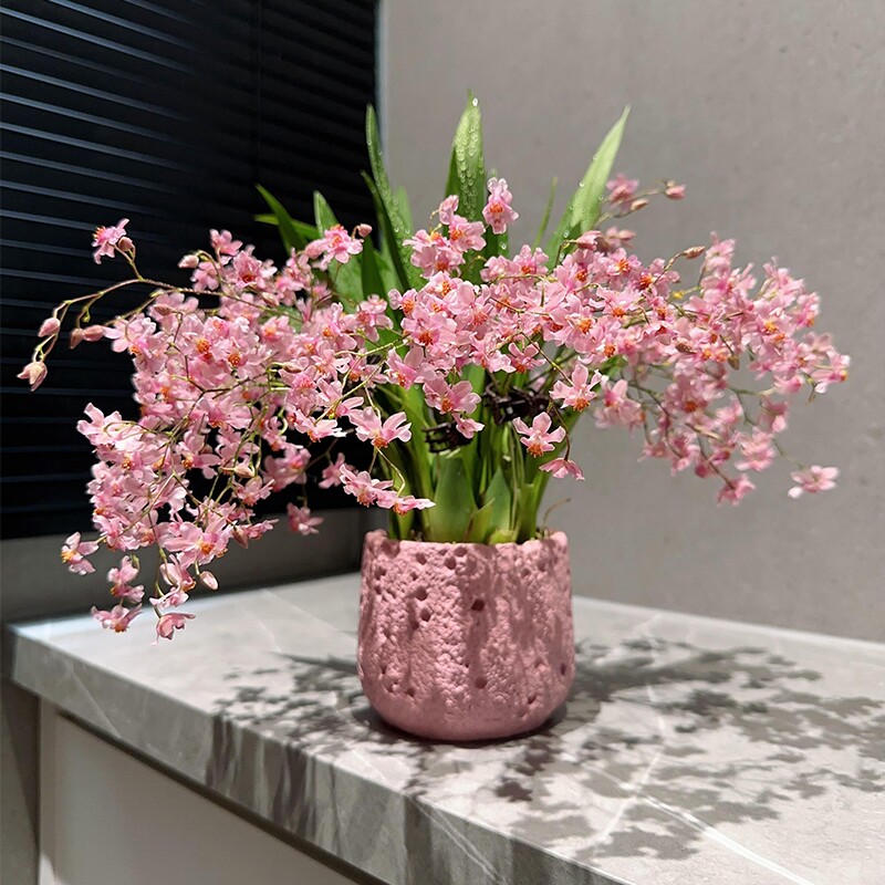 文心兰花苗四季开花冬带花水培苔藓球室内花卉盆栽绿植冬季客厅