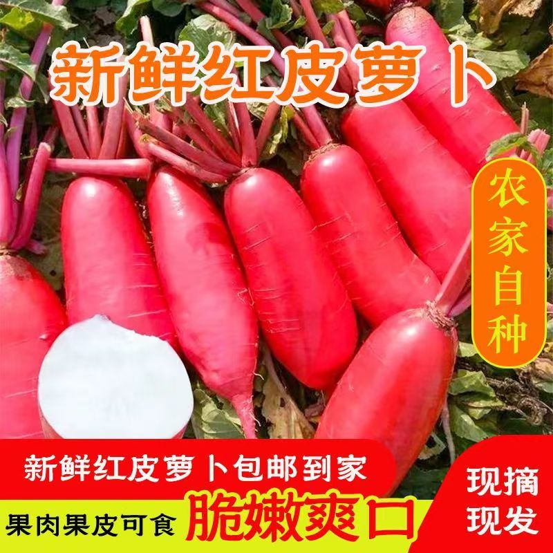 新鲜红皮萝卜农家自种蔬菜现摘现发炒菜泡萝卜包白心泡菜挑夫果蔬
