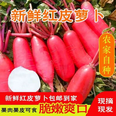 新鲜红皮萝卜农家自种蔬菜现摘现发炒菜泡萝卜包白心泡菜挑夫果蔬