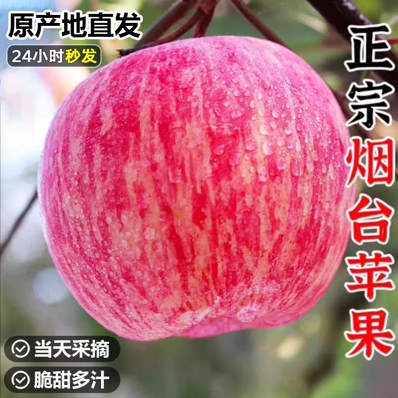 正宗烟台栖霞红富士苹果