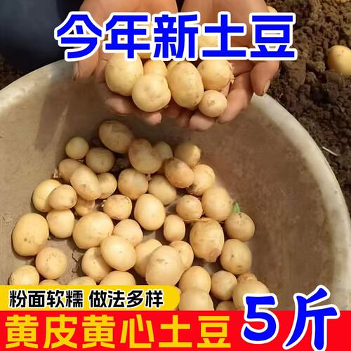 恩施小土豆富硒土豆现挖