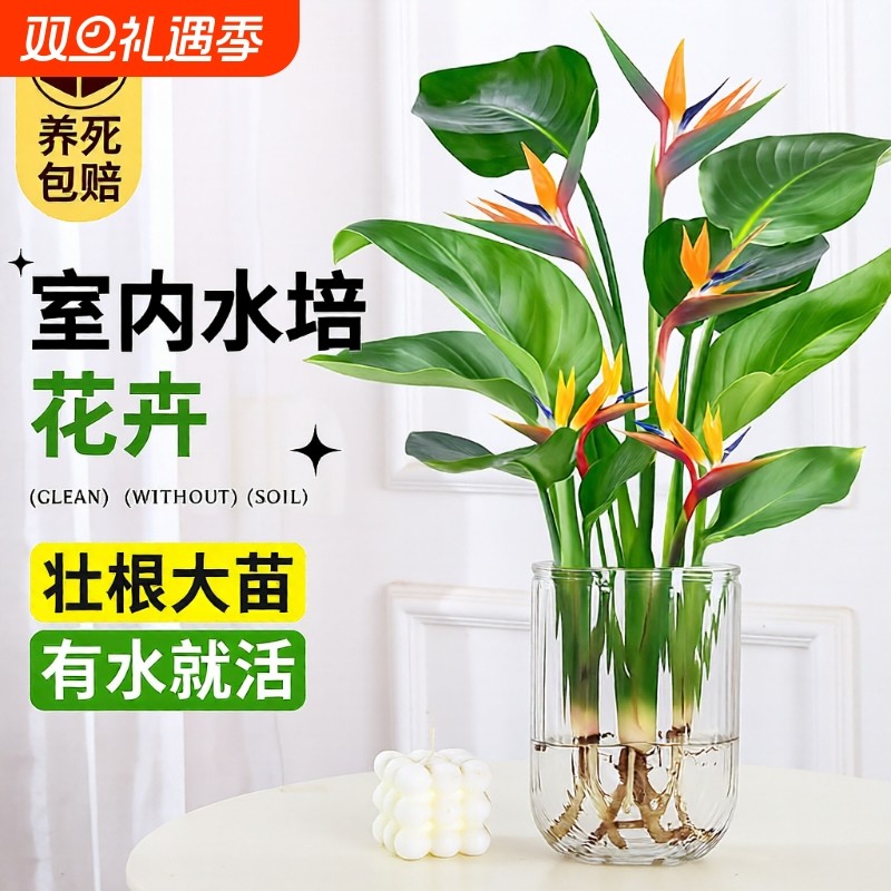 天堂鸟水培植物花卉室内客厅桌面好养活绿植盆栽鹤望兰吸甲醛四季