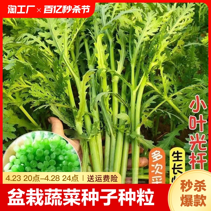 盆栽四季播蔬菜种子种籽茼蒿油菜瓜香菜芹菜籽开花阳台南方食用