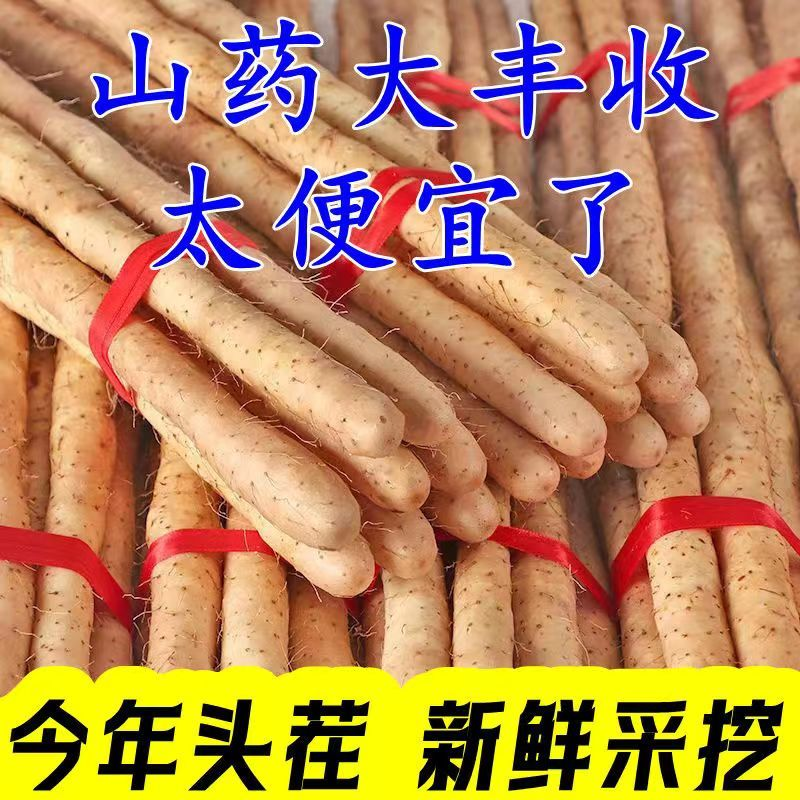 正宗铁棍山药口感软糯香面甜现挖现发新鲜盒装河北特产