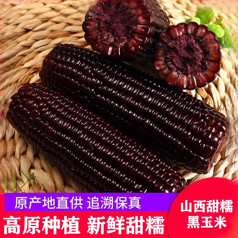 2025年头茬黑玉米棒真空糯玉米棒代餐杂粮粗玉米软糯黑玉米新鲜