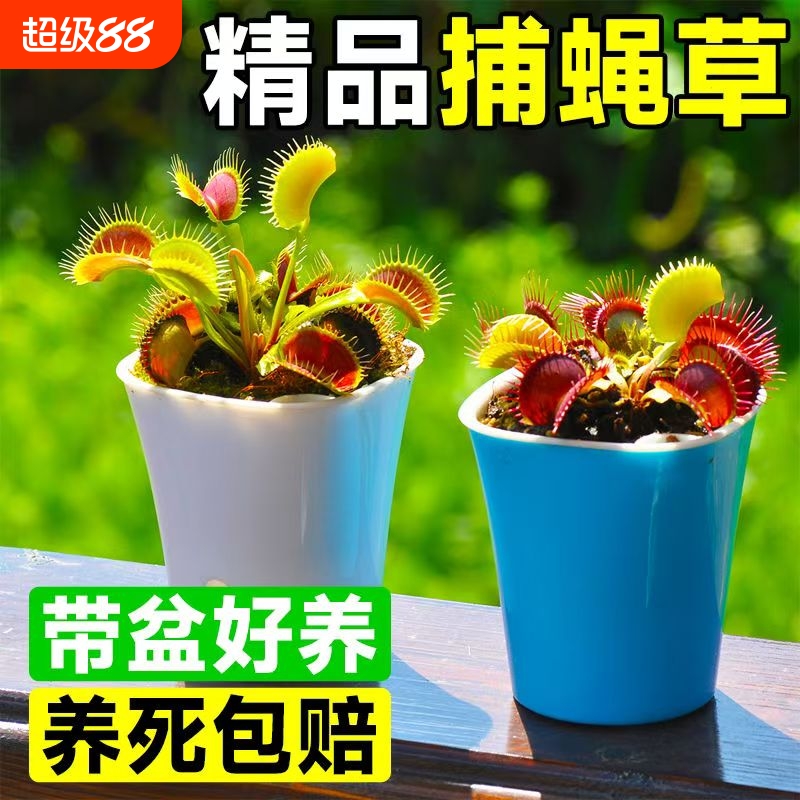 儿童趣味植物捕蝇草盆栽扑蝇草猪笼草茅膏菜食虫食人花食蚊草驱蚊