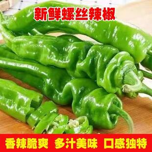 山东新鲜螺丝胶薄皮青椒农家蔬菜微辣香辣虎皮辣椒1-5斤自种杭椒