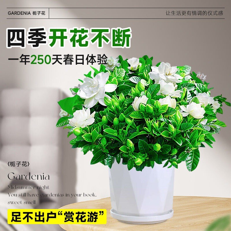 栀子花盆栽带花苞室内黄金葛箩水培花卉绿植物茉莉花九里香长寿花