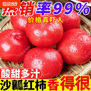 攀枝花高山农家现摘自然熟沙瓤水果西红柿新鲜蔬菜普罗旺斯小番茄