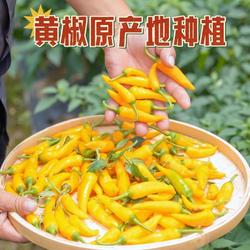 福建特辣永安黄椒福鼎肉片福州鱼丸同款黄椒剁椒鱼头专用黄椒