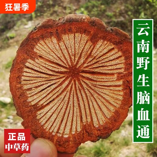 野生脑血通正品血塞通片
