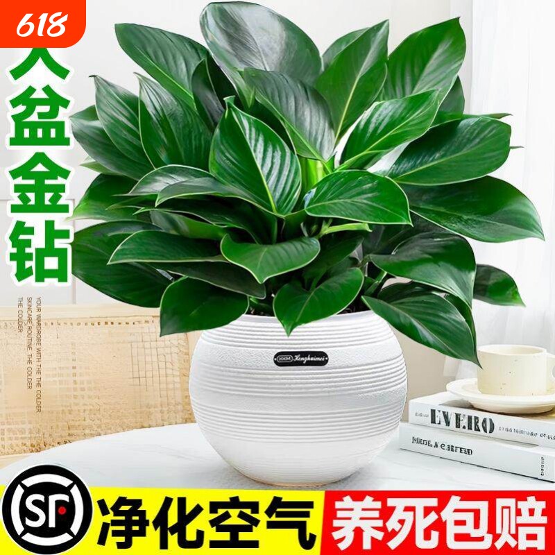 大盆金钻盆栽绿萝水培植物吸办公室内发财树绿植多肉大叶植物甲醛