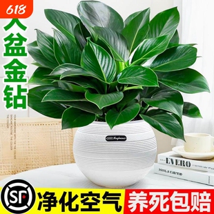 大盆金钻盆栽绿萝水培植物吸办公室内发财树绿植多肉大叶植物甲醛