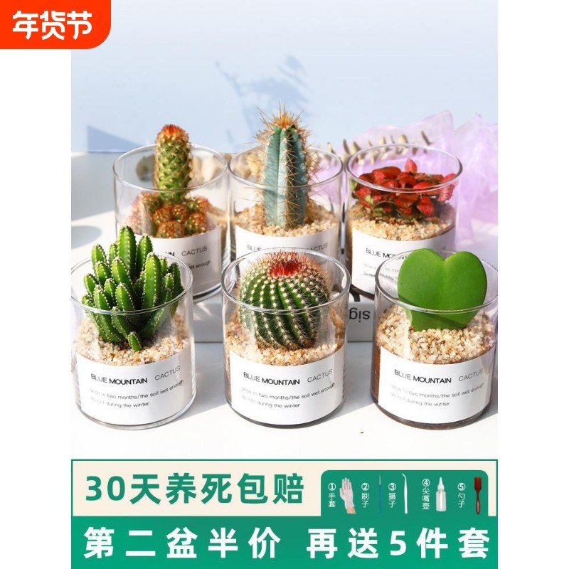 多肉植物仙人掌盆栽室内肉肉仙人球小植物开花办公室工位桌面绿植