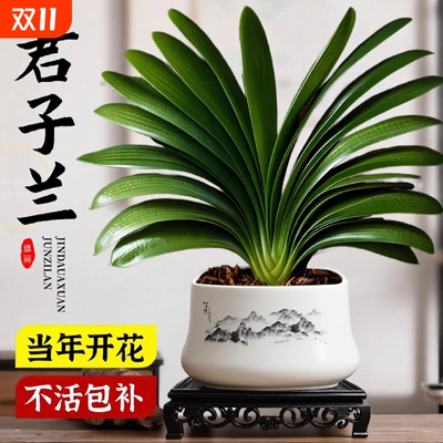 大盆君子兰盆栽30天养死包赔