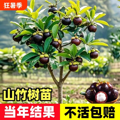 释迦果苗树带果台湾凤梨嫁接果苗